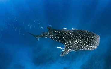 1 Day Ningaloo Whale Shark Swim and Eco Tour