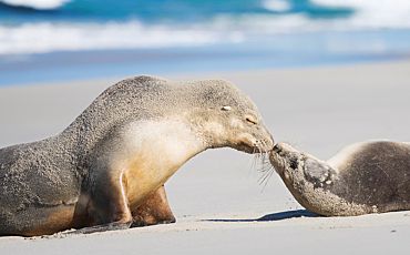 1 Day Seal Bay Discovery Tour from Adelaide