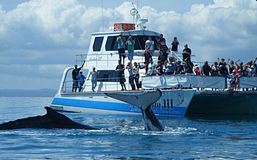 Freedom III Full Day Whale Watch
