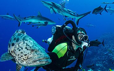 8 Day/7 Night Mike Ball Coral Sea and Outer Reef Scuba Expedition from Cairns