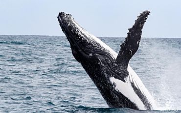 1 Day Ningaloo Humpback Whale Swim on a Sailing Catamaran