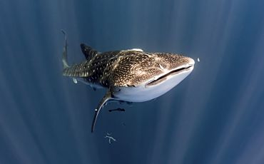 1 Day Ningaloo Whale Shark Swim on a Powerboat from Exmouth