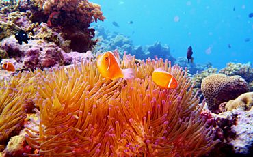 1 Day Adrenalin Snorkel and Dive Great Barrier Reef Tour from Townsville