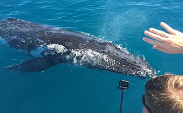 The Boat Club Adventure Cruises Whale Watch from Hervey Bay