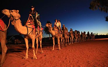2.5 Hour Camel to Sunrise Tour from Ayers Rock Resort