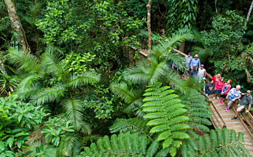 1 Day Billy Tea Safaris Daintree and Cape Tribulation 4WD Tour from Cairns
