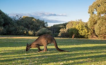 1 Day Kangaroo Island Experience from Adelaide