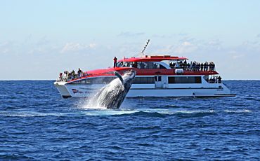 3 Hour Captain Cook Whale Watching Tour from Sydney