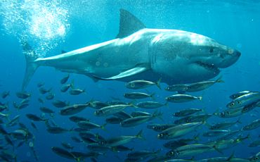 1 Day Great White Shark Cage Diving Tour from Port Lincoln